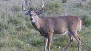 Venison butcher july bhw lead 181003 154613