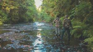 Walk upstream brown bears