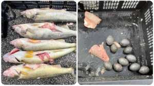 Walleye cheating scandal