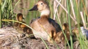Waterfowl predator control 181003 160157