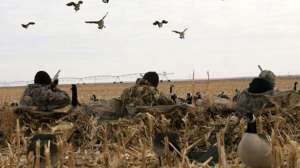 Waterfowl confindence decoy lead 181003 160202