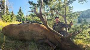 Web Bull Photo by Ben Lipke