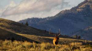 Web EB372 Lone bull in the post rut copyright Mark Kayser edt