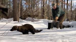 Web Fisher Release in New York Courtesy of New York Department of Environmental Conservation