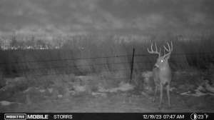Web SW820 Cellular evidence of a buck visiting after shooting light copyright Mark Kayser