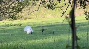 White wild turkey pic