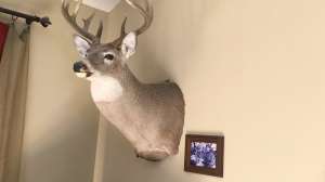 Whitetail buck Maas vivid wall