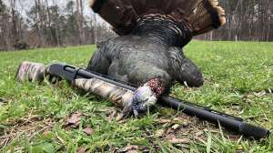 Wild turkey 20 gauge