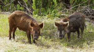 Wildpigs