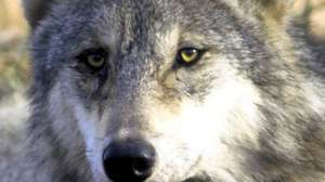 Wolf CREDIT Michigan DNR 181003 154626