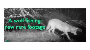 Wolf fishing lead pic