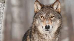 Wolf Istock