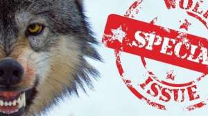 Wolf covershot1 181003 155123