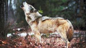 Wolf hunting px howl october lead 181004 084454