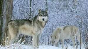 Wolves700 181003 155841