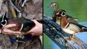 Wood duck hunting june lead 181004 084730