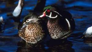 Wood duck lead 181003 160355