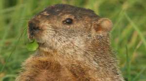 Woodchuck700 181003 155122