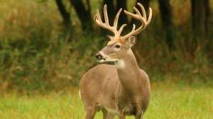 Wtj new lead issue preview 181003 160254