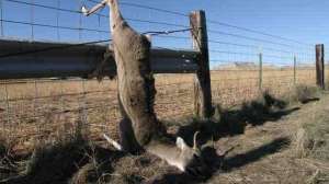 Z T Xwhite06 copyright Mark Kayser 229 181003 155242