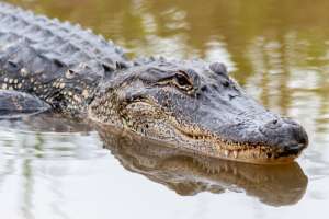 Arkansas Alligator Hunters Narrowly Set Harvest Record