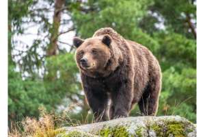 RMEF Pushes for Immediate Long Term Action on Grizzly Bears