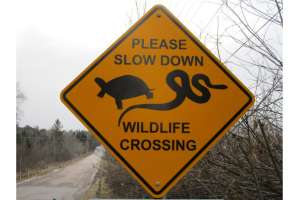 Mountain Lion Killed in Arkansas Vehicle Collision