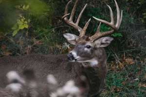 Jared Mills rattling tip