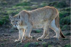 Mountain Lion Confirmed via Camera in Arkansas