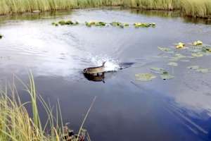 Fishing Best Topwater Bites