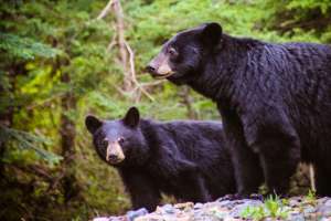 Maryland Bear Harvest Slightly Lower Than Five Year Average