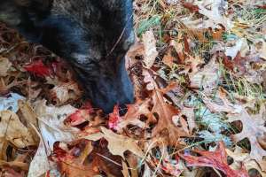 Web sidebar pic blood and Stern