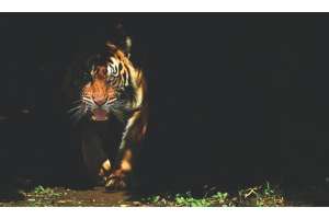 Deadliest Predators Ever