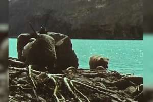 Fred Bear Kodiak lead pic