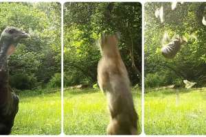 Collage bobcat knocks wild turkey from sky