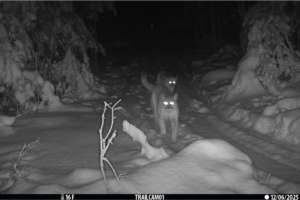 What Happened to the Michigan Mountain Lion Cubs
