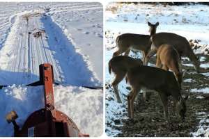 Plow snow in food plot