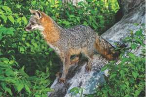 Latest News in the Predator World