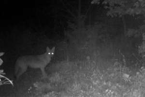 Lead Dog State Of Predator Hunting