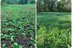 Collage weeds in field due to manure