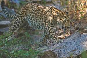 7 Leopard4