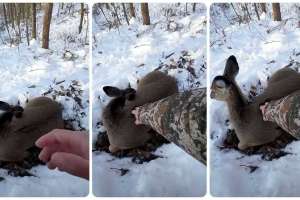 Collage bedded doe