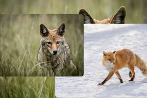 Fox Vs Coyote A Losing Proposition 2