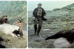 Fred Bear mountain goat and grizzly