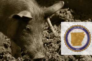 Arkansas Using Aerial Tactics for Feral Pigs on Public Lands