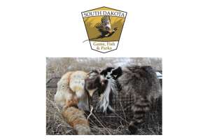 GFP Commission Modifies Bounty Program Focuses on Youth Trapping and Coyote Removal