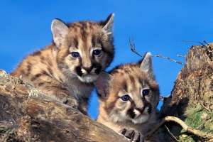 Michigan Cougar Cubs Still Romping Around the Upper 2 Peninsula