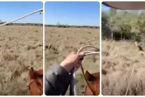 Coyote roping