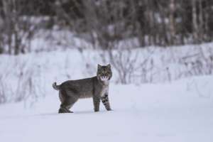 Indiana Hunters Easily Hit Bobcat Trapping Season 2 Quota
