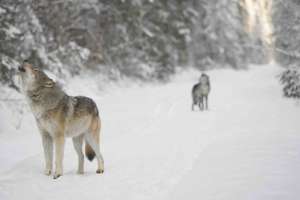 RMEF in Court Scoring a Win for Wildlife Appealing Wolf Decision